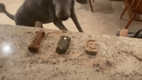 Dog Biscuit Dogs GIF by Smart for Life - Find & Share on GIPHY