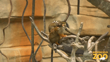 Squirrel Monkey Family GIF by Brookfield Zoo