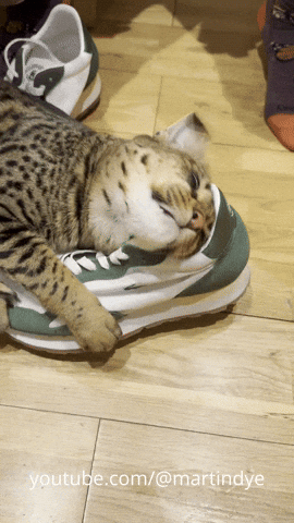 Cat GIF
