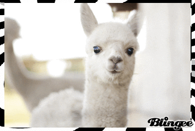 baby llama
