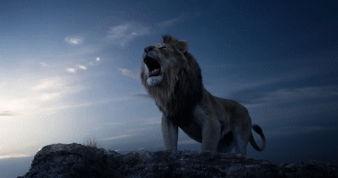 Risultati immagini per the lion king film gif
