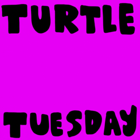 Cartoon gif. A happy turtle with a nose trots across a solid purple background. Text, "Turtle Tuesday."