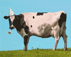 Digital compilation gif. Picture of a black and white cow edited to look like it's wearing a party hat on its head and blowing a party horn. Black writing on the side of the cow reads, "Happy Birthday'