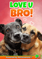 Puppy Dog Eyes GIF by PetJuvenate - PJ