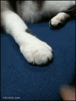 Cat Finger GIF