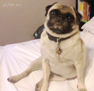 Dogs Wink GIF - Find & Share on GIPHY