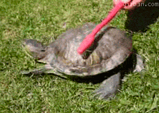 turtle dancing GIF