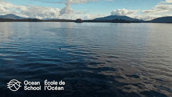 Ocean Scool - École de l'Océan GIF