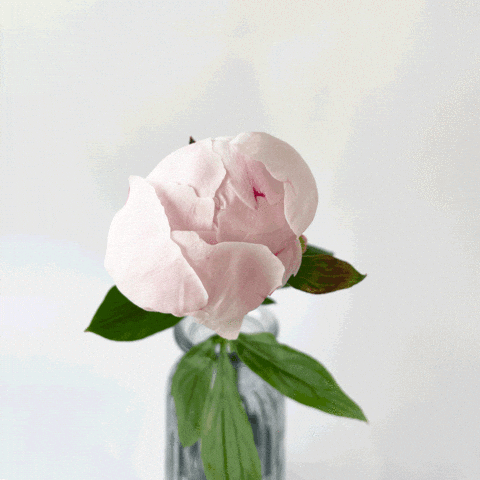 animated spring flower gif