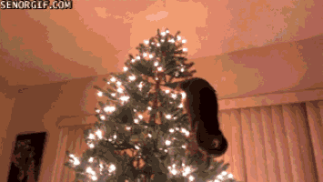 cat christmas GIF