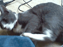 cat kitty GIF