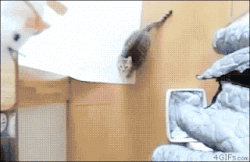GIF