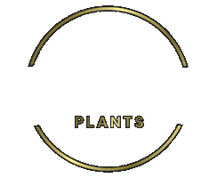Plants Sticker by Mike Stretch
