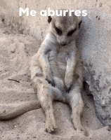 200.gif?cid=f0bdee70zntjige9go3cwfpqvfxp8hqau8wk5ssbps9vxj50&rid=200.gif&ct=g