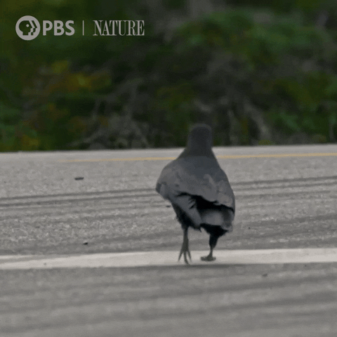 Dance Bird GIF by Nature on PBS