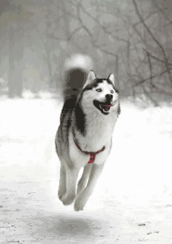 Dog Flying GIF - Find & Share on GIPHY