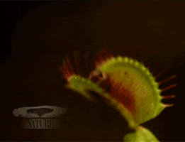 Venus Fly Trap Plants GIF by Nature on PBS