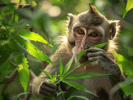 Weed GIF