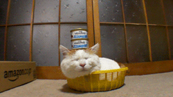 Cat Food Sleeping GIF