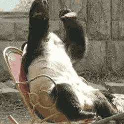 shame GIF