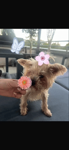 Melo Blume 2026 GIF by skinart