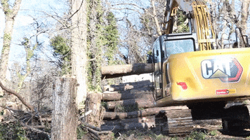 Cat Log GIF by JC Property Professionals