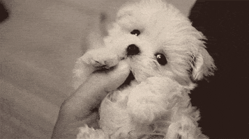 puppy applause GIF
