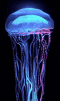 jellyfish GIF