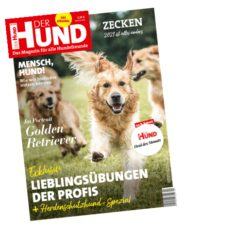 vollzeitjob hund