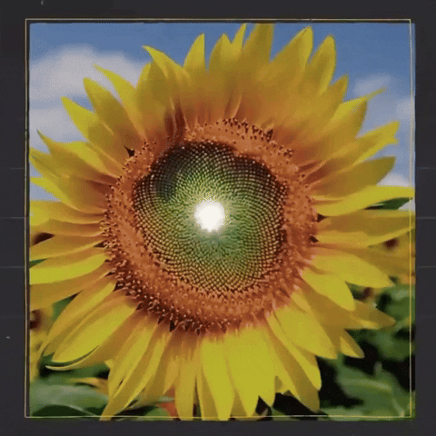 Fibonacci GIF
