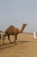 United Arab Emirates Dubai GIF by Storyful