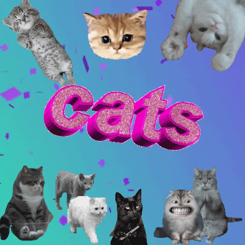 Cat GIF by Justin