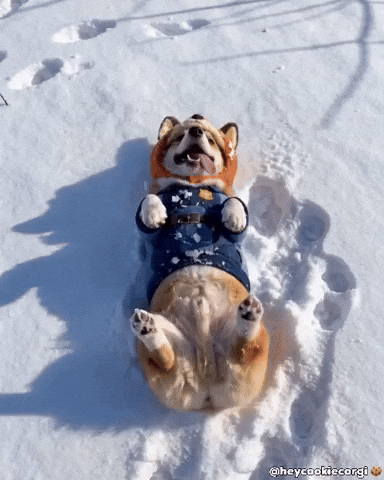 Puppy Corgi GIF