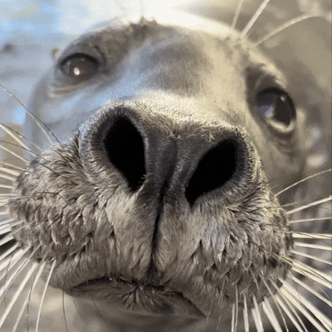 Seal Please GIF by Aquarium of the Pacific