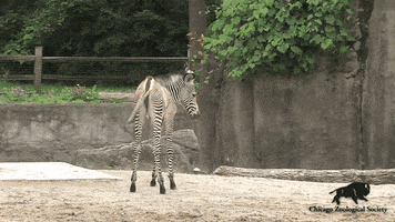 Baby Exploring GIF by Brookfield Zoo