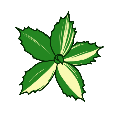 Plant Agave Sticker