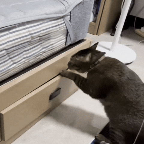 Cat GIF
