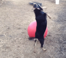 Goat GIF