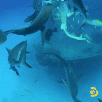 Swimming With Sharks GIF by Shark Week