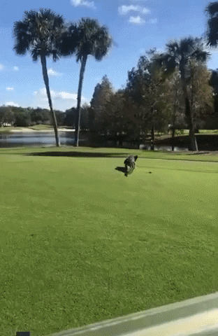 Golf Florida GIF by Storyful