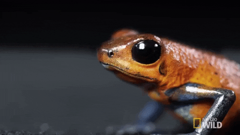 Who likes frogs? ☺