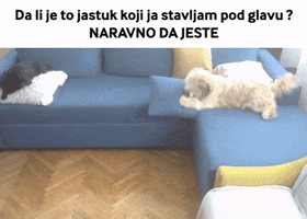 Dogs Playing GIF