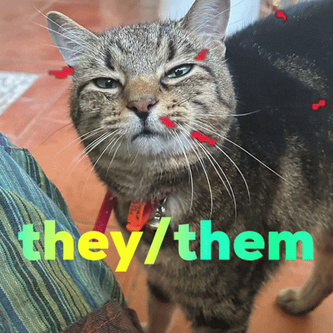 Cat Theythem GIF