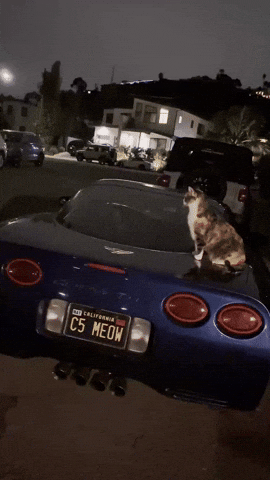 Cats Cars GIF