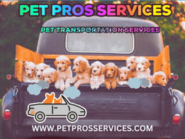 Professional Pet Services GIF
