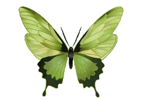 Mariposa Sticker