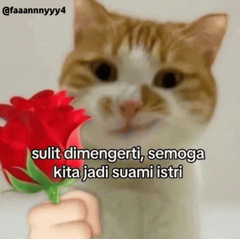 Kucing Oren GIF
