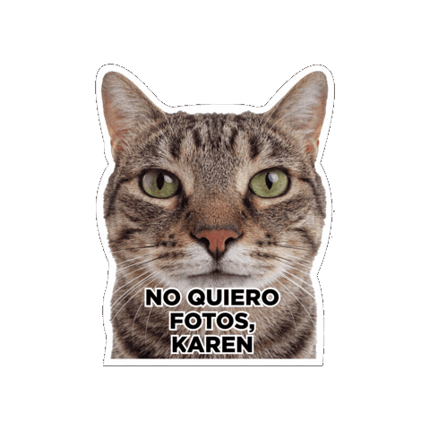 Seguroesporminino Sticker by Minino Plus®