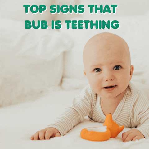 Mizzie The Kangaroo GIF