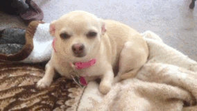 Sleepy Chihuahua GIF - Find & Share on GIPHY